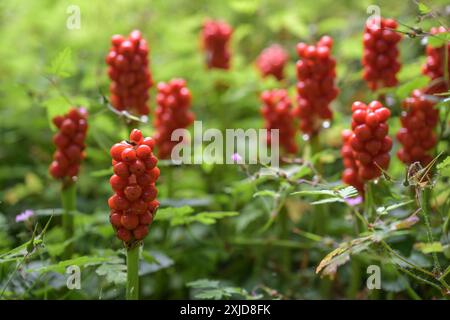 Gruppe von Arum maculatum-Fruchtpflanzen mit Gruppen roter Beeren, die auf einer grünen Waldwiese wachsen, giftige mehrjährige Wildpflanze, ausgewählt Stockfoto