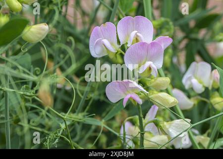 Süße Erbse, Lathyrus odoratus mit blassrosa Blüten, jährliche Kletterpflanze in einem Hüttengarten, Kopierraum, ausgewählter Fokus, enge Tiefe Stockfoto