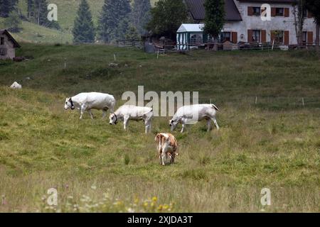 Kühe weiden frei auf dem Plateau Marcesina in der Provinz Vicenza in italien Stockfoto