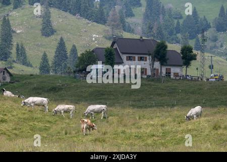 Kühe weiden frei auf dem Plateau Marcesina in der Provinz Vicenza in italien Stockfoto