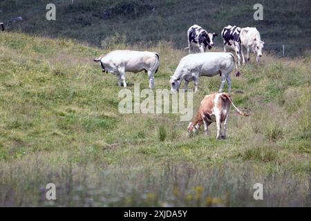 Kühe weiden frei auf dem Plateau Marcesina in der Provinz Vicenza in italien Stockfoto