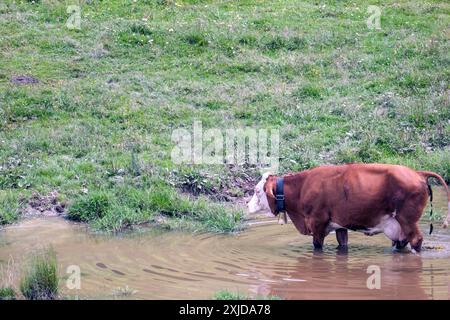 Kühe weiden frei auf dem Plateau Marcesina in der Provinz Vicenza in italien Stockfoto
