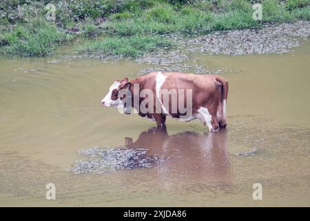 Kühe weiden frei auf dem Plateau Marcesina in der Provinz Vicenza in italien Stockfoto