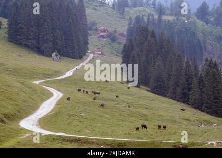 Kühe weiden frei auf dem Plateau Marcesina in der Provinz Vicenza in italien Stockfoto