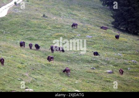 Kühe weiden frei auf dem Plateau Marcesina in der Provinz Vicenza in italien Stockfoto