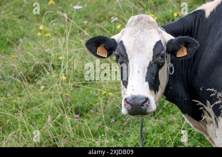 Kühe weiden frei auf dem Plateau Marcesina in der Provinz Vicenza in italien Stockfoto