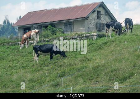 Kühe weiden frei auf dem Plateau Marcesina in der Provinz Vicenza in italien Stockfoto