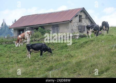 Kühe weiden frei auf dem Plateau Marcesina in der Provinz Vicenza in italien Stockfoto