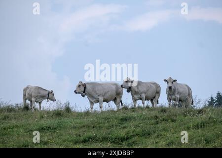 Kühe weiden frei auf dem Plateau Marcesina in der Provinz Vicenza in italien Stockfoto