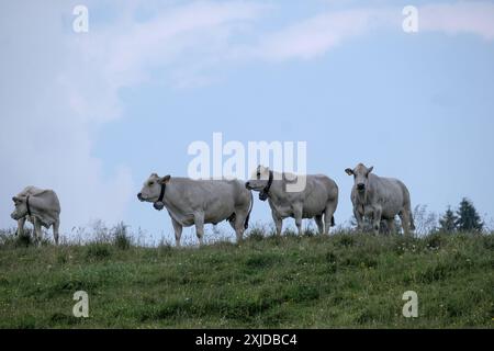 Kühe weiden frei auf dem Plateau Marcesina in der Provinz Vicenza in italien Stockfoto