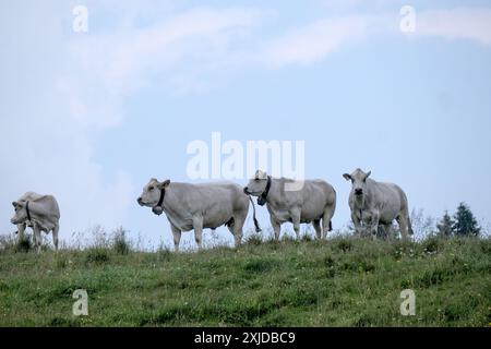 Kühe weiden frei auf dem Plateau Marcesina in der Provinz Vicenza in italien Stockfoto