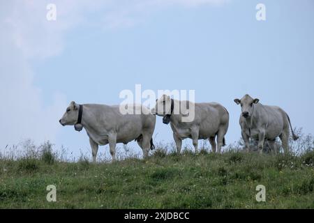 Kühe weiden frei auf dem Plateau Marcesina in der Provinz Vicenza in italien Stockfoto