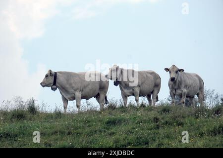 Kühe weiden frei auf dem Plateau Marcesina in der Provinz Vicenza in italien Stockfoto
