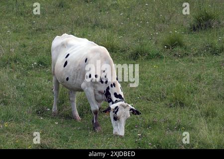 Kühe weiden frei auf dem Plateau Marcesina in der Provinz Vicenza in italien Stockfoto