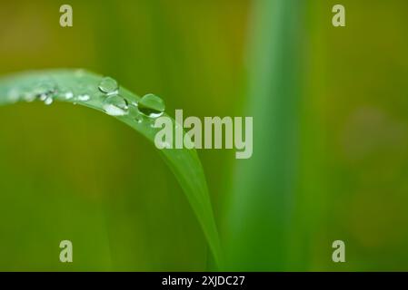 Nahaufnahme von Wassertröpfchen, die sich nach einem Sommerregen an einem grünen Grashalm haften. Stockfoto