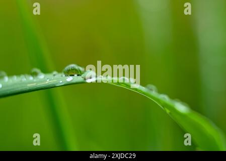 Makroaufnahme von Wassertropfen auf einer Grasklinge, die umliegendes Grün reflektiert und die zarte Schönheit der Natur unterstreicht. Stockfoto