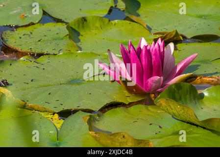 Eine leuchtend rosafarbene Seerose blüht inmitten großer grüner Lilienpads, die auf einem ruhigen Teich schweben, und fängt die ruhige Schönheit der Natur ein. Stockfoto