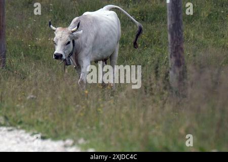 Kühe weiden frei auf dem Plateau Marcesina in der Provinz Vicenza in italien Stockfoto