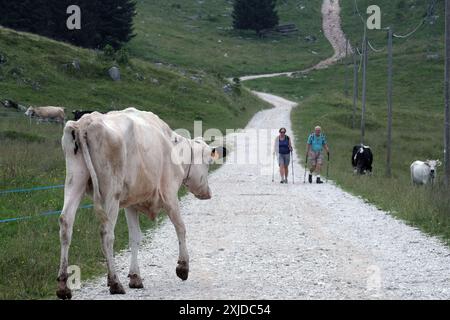 Kühe weiden frei auf dem Plateau Marcesina in der Provinz Vicenza in italien Stockfoto