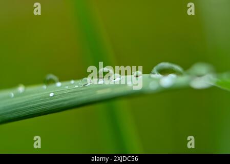 Makroaufnahme von Regentropfen auf einer grünen Grasklinge mit verschwommenem grünem Hintergrund. Stockfoto