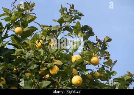 Zitronen Stockfoto