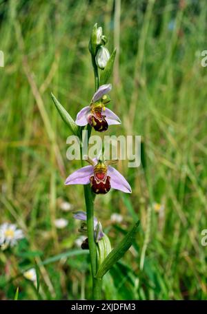 Bienen-ragwurz Blumen. Hurst Lake, West Molesey, Surrey, England. Stockfoto