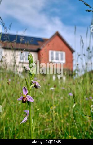 Bienen-ragwurz Blumen. Hurst Lake, West Molesey, Surrey, England. Stockfoto