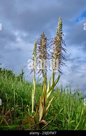 Eidechsenorchidee. Surrey, England. Stockfoto