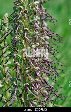 Eidechsenorchidee. Surrey, England. Stockfoto