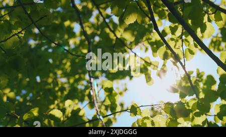 Bokeh. Baumhoch Mit Top Sky Summer. Helle Sonnenstrahlen Leuchten Durch Den Baum. Sommerwälder. Sonnenstrahlen Leuchten Durch Üppige Grüne Blätter Auf Ästen Stockfoto