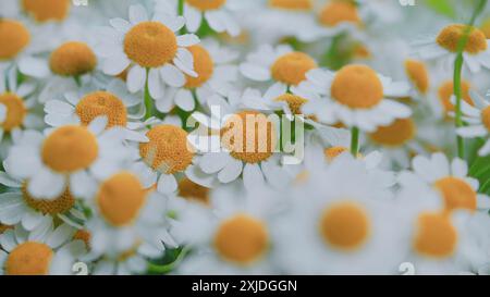 Gimbal Stabilisieren. Daisy Flower Garden Voll Blühende Pflanze. Kamillenblüten Feld Breiter Hintergrund Im Sonnenlicht. Stockfoto