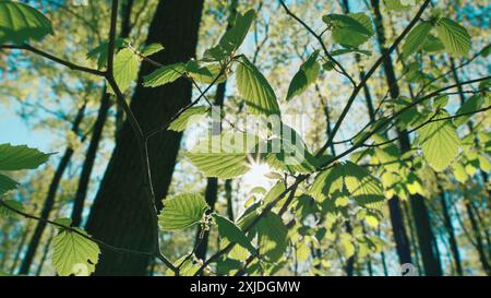 Steadicam Shot. Baumhoch Mit Top Sky Summer. Helle Sonnenstrahlen Leuchten Durch Den Baum. Sommerwälder. Sonnenstrahlen Leuchten Durch Üppige Grüne Blätter Stockfoto