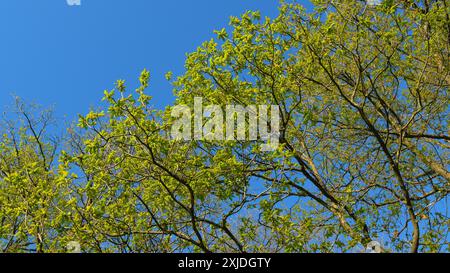 Gimbal Shot. Junge Grüne Blätter Einer Eiche Gegen Himmel. Eiche In Der Heißen Sommersaison. Blätter Einer Eiche, Beleuchtet Durch Szenisches Sonnenlicht. Natürliches Fo Stockfoto