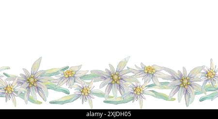 Edelweiss-Clipart mit nahtlosem Rand und zarten weißen Blüten mit gelben Mittelpunkten und grünen Blättern. Perfekt für Hochzeitseinladungen, Schreibwaren und Produktverpackungen im alpinen Stil Stockfoto