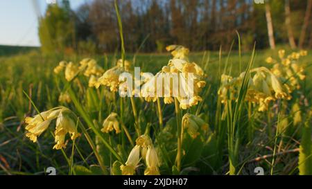 Gimbal Shot. Gelbe Blumen von Cowslip Primrose auf Einer Wiese im Frühling. Blühende Gelbe Blume Auf Der Wiese Im Frühling. Zarte Gelbe Wilde Cowslip-Blume Stockfoto