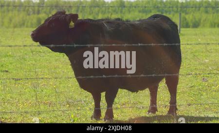 Steadicam Shot. Junge Schwarze Angus-Kuh Auf Weiden. Schwarze Angus-Kühe Als Herde. Sonnenuntergang Auf Dem Land. Rinderkühe und Kälber, die auf Gras auf Einer Rinderkuh grasen Stockfoto