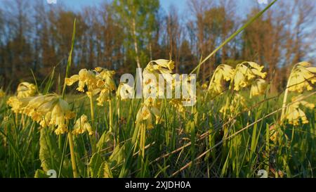 Steadicam Shot. Gelbe Blumen von Cowslip Primrose auf Einer Wiese im Frühling. Blühende Gelbe Blume Auf Der Wiese Im Frühling. Delicate Yellow Wild Cowslip Flo Stockfoto