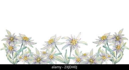 Edelweiss Seamless Border Aquarell Clipart mit einem üppigen Muster aus weißen Edelweiß Blüten mit leuchtenden gelben Mittelpunkten und grünen Blättern für Scrapbooking, Einladungsgrenzen oder Produktetiketten. Stockfoto