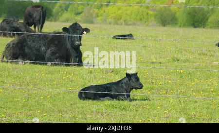 Zeitlupe. Kühe Auf Weide In Der Natur. Panoramablick Auf Die Schwarze Angus-Kuh Auf Grünem Gras. Rinderkühe Und Kälber, Die Auf Gras Weiden. Stockfoto