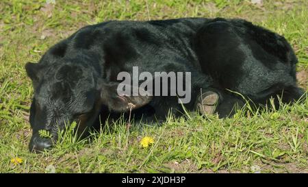 Zeitlupe. Junge Schwarze Angus-Kuh Auf Weiden. Schwarze Angus-Kühe Als Herde. Sonnenuntergang Auf Dem Land. Rinderkühe und Kälber, die auf Gras auf Einem Rindfleisch grasen Stockfoto