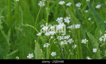 Steadicam Shot. Wilde Blumen, Stellaria Holostea Swinging In Wing At Natural Environment. Rabelera Holostea Oder Auch Bekannt Als Großstickkraut. Stockfoto