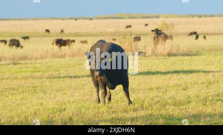 Statische Ansicht. Dunkle Kuh auf einer Sommerweide. Schwarze Kuh weidet grünes Kraut auf der Wiese. Stockfoto