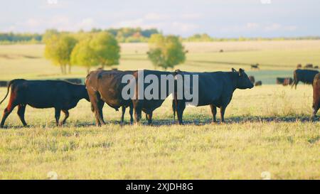 Statische Ansicht. Agrarwirtschaft mit Naturweide. Grüne Weide im Sommer. Schwarze angus-Rinderkuh. Stockfoto