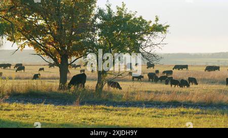 Statische Ansicht. Sonnenuntergang auf dem Land. Junge schwarze Kuh auf Weiden. Stockfoto