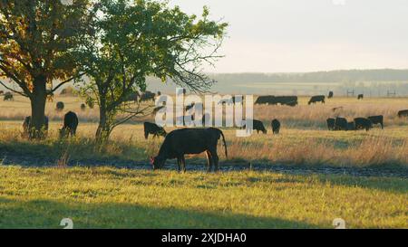 Statische Ansicht. Schwarze angus-Rinderkuh. Kühe auf dem Feld bei Sonnenuntergang. Kleines, winziges Kalb, das auf Weideland weidet. Stockfoto