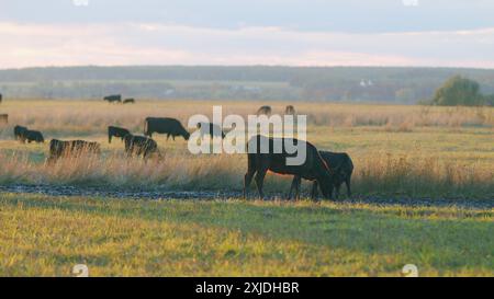 Statische Ansicht. Kleines, winziges Kalb, das auf Weideland weidet. Kuh auf der Wiese während Sonnenuntergang. Stockfoto