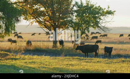 Statische Ansicht. Kuh auf der Wiese während Sonnenuntergang. Kleines, winziges Kalb, das auf Weideland weidet. Stockfoto