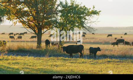 Statische Ansicht. Sonnenuntergang auf dem Land. Junge schwarze Kuh auf Weiden. Stockfoto