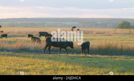 Statische Ansicht. Schwarze angus-Rinderkuh. Kühe auf dem Feld bei Sonnenuntergang. Kleines, winziges Kalb, das auf Weideland weidet. Stockfoto