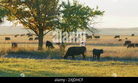 Statische Ansicht. Schwarze angus-Rinderkuh. Kühe auf dem Feld bei Sonnenuntergang. Kleines, winziges Kalb, das auf Weideland weidet. Stockfoto